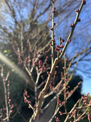 なりたい自分より「なりたくない自分」が明確になるといいのかも