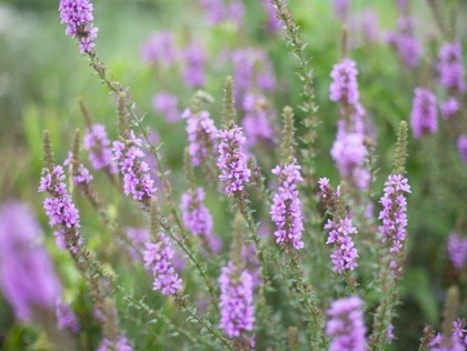 このブレンド好き！