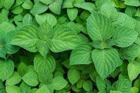 パチュリ〜スモーキーな香りが好き