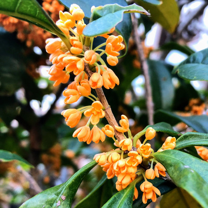 キンモクセイの香り