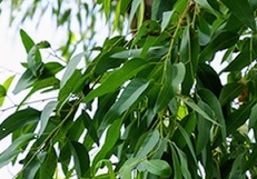 アロマトリートメントと筋膜リリース〜五十肩