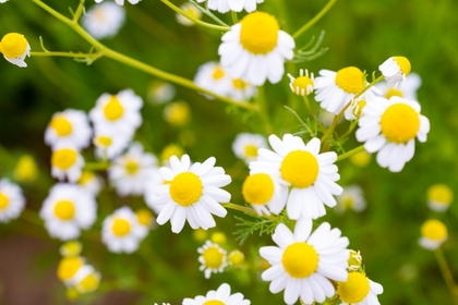 カモミールジャーマン〜青い精油