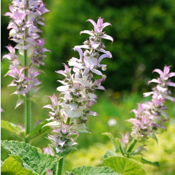 再出発！〜クラリセージは不要