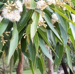 風邪が流行る時期はユーカリ精油がおすすめ