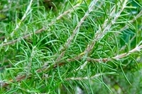 これから活動したい時におすすめの精油