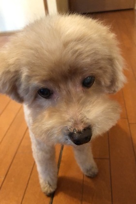 私の愛犬チョコ