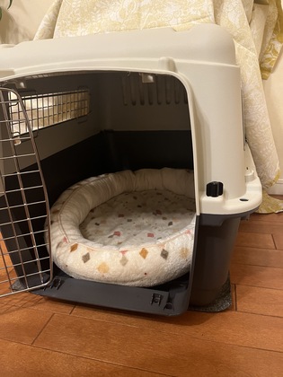 チョコのしつけの進捗状況