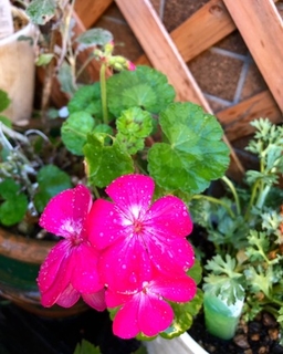 育てているゼラニウム