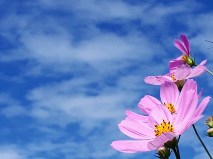 11月の祝日も営業いたします