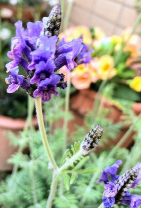 お電話でのご予約＆お問い合わせのお願い