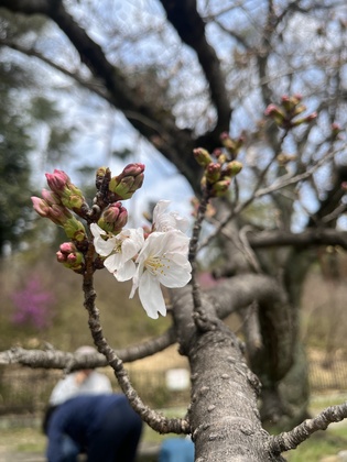 桜はまだでしたがお花見に行きました