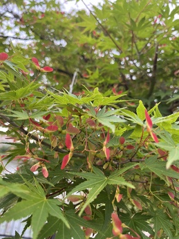 筋膜リリースとはどんなもの？