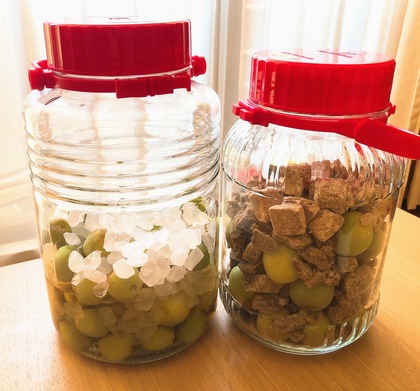 梅シロップ作りました