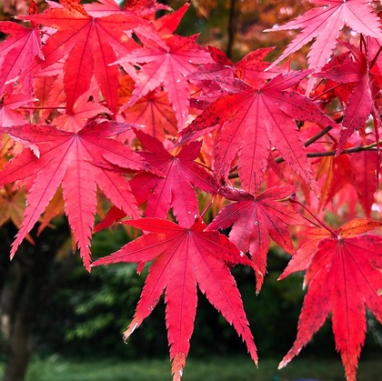 宇治平等院鳳凰堂へ