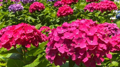 三室戸寺☆あじさい寺