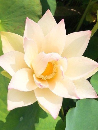 三室戸寺☆蓮(ハス)の花