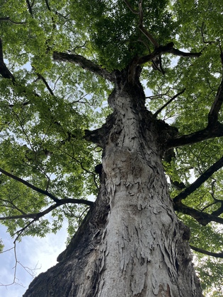 施術を受けて変化あり！リンパドレナージュ