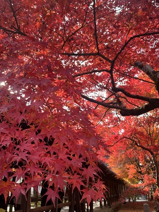 紅葉が見頃でした〜東福寺