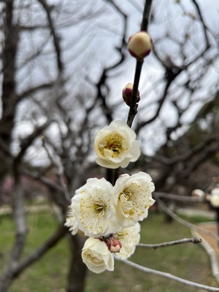 両親と梅の花を見に行って来ました