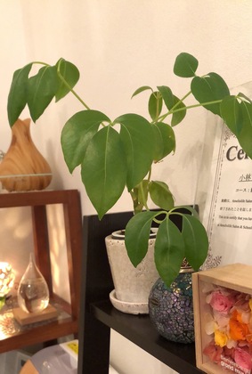 手作りアロマスプレーの価格を変更します