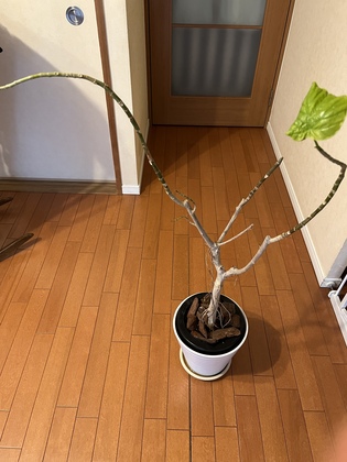 自宅療養中の・・・