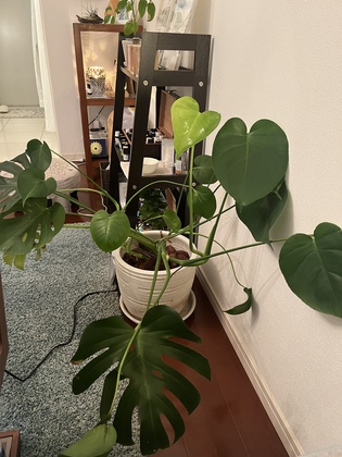 お腹のトリートメントさせていただいております