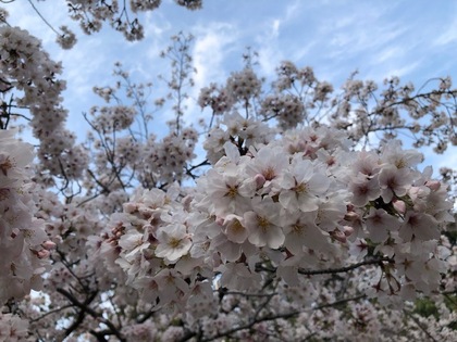 緊急事態宣言を受けまして臨時休業します。