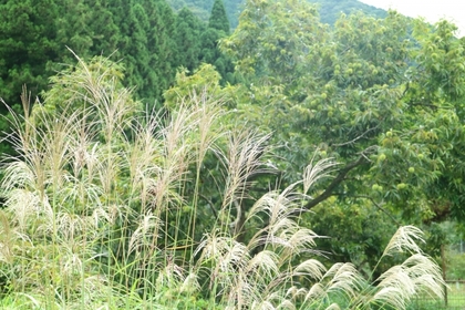 メニューは組み合わせもできますよ