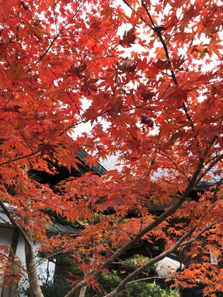 京都の紅葉を見に行きました